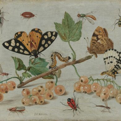 vintage illustration of insects and pollinators