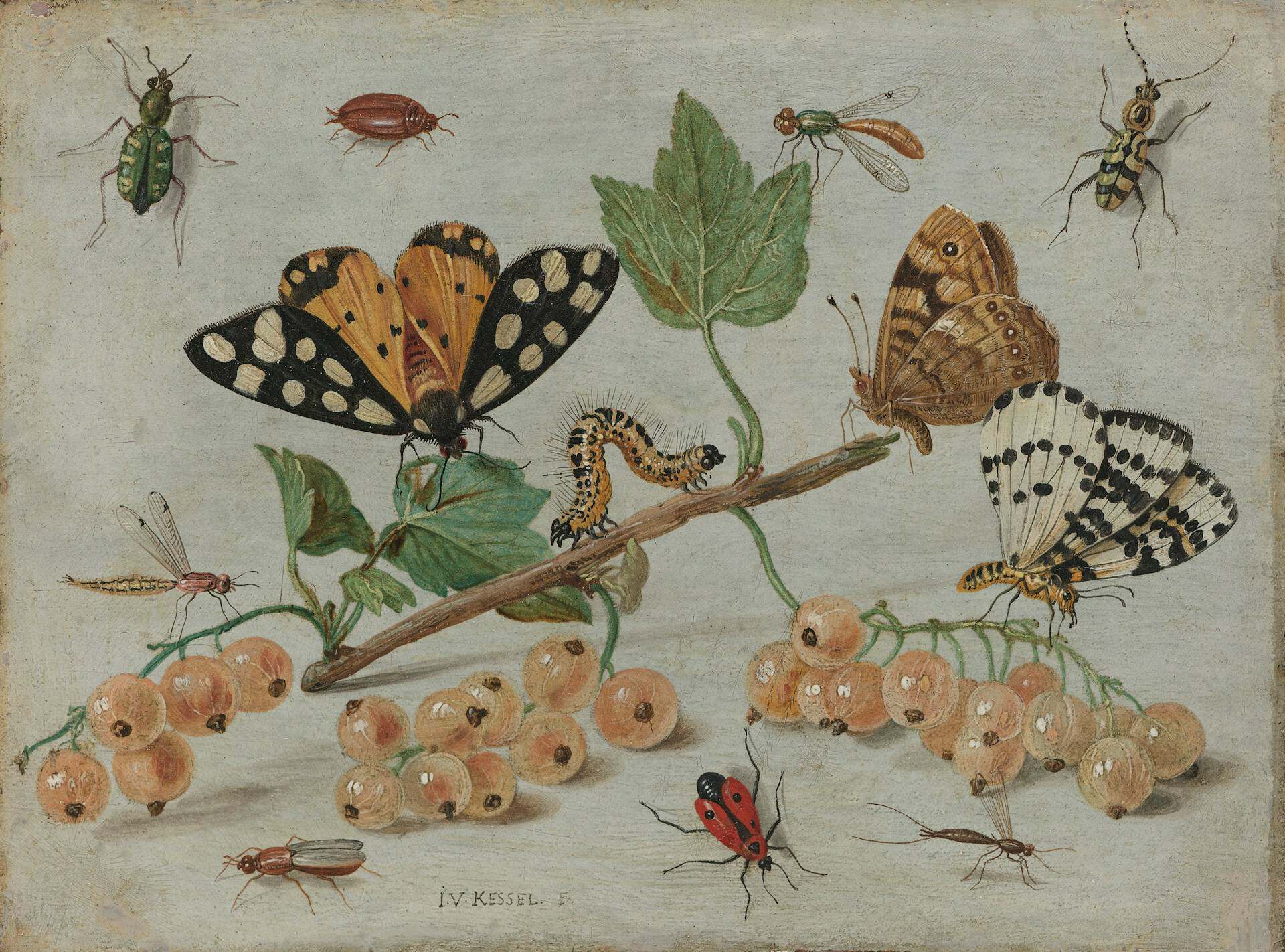 vintage illustration of insects and pollinators