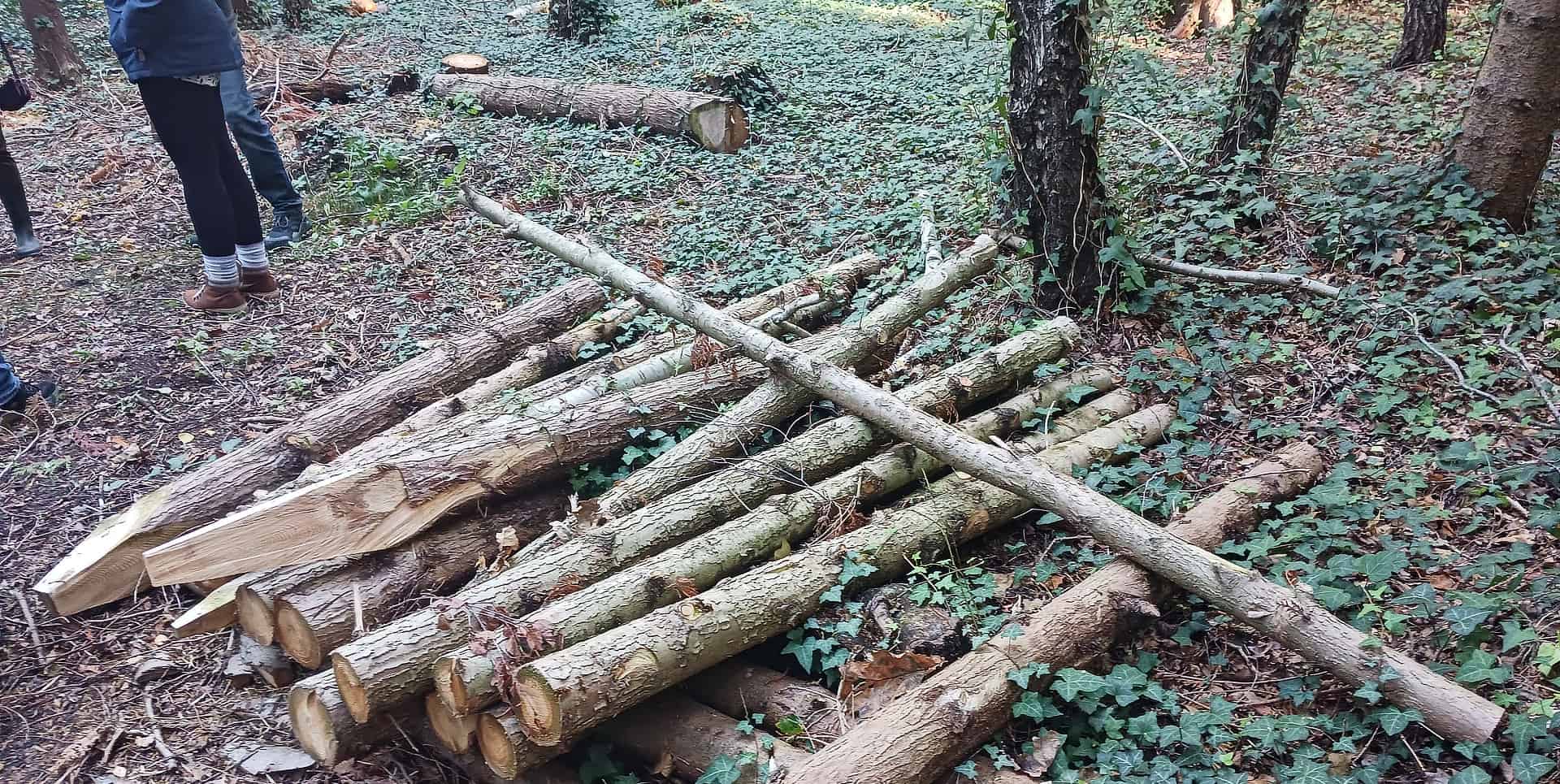 Howes Wood - post wood pile