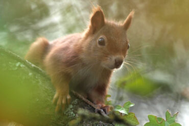 Red Squirrel in the autumn sunlight frame