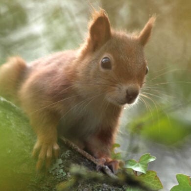Red Squirrel in the autumn sunlight frame