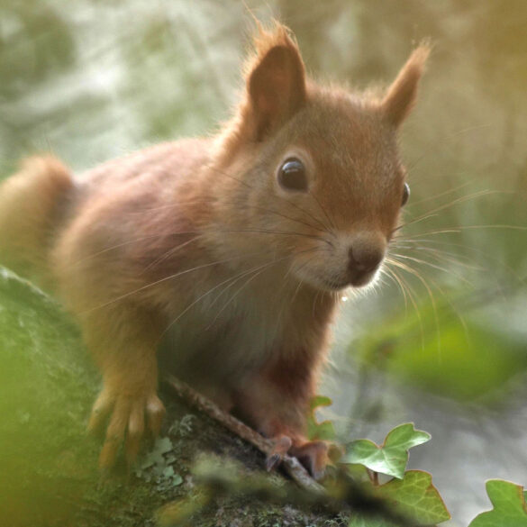 Red Squirrel in the autumn sunlight frame