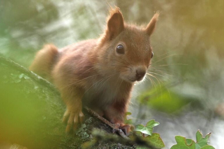 Red Squirrel in the autumn sunlight frame