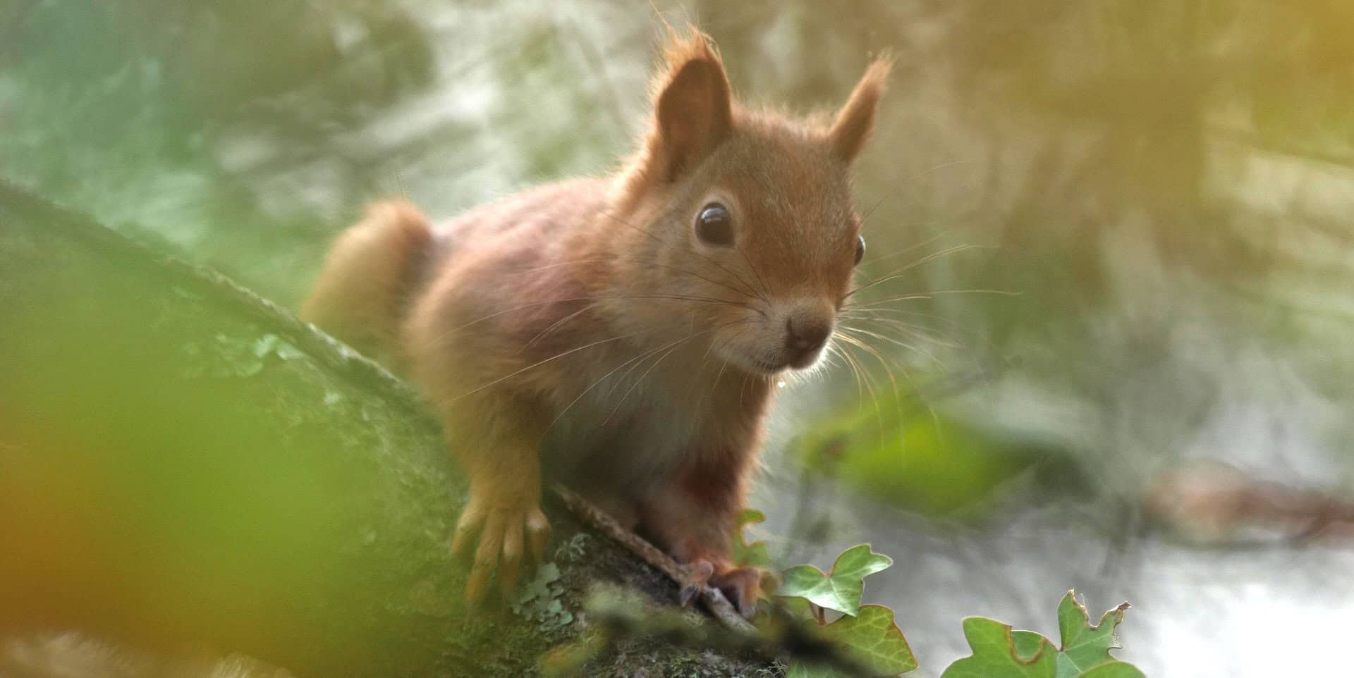 Red Squirrel in the autumn sunlight frame
