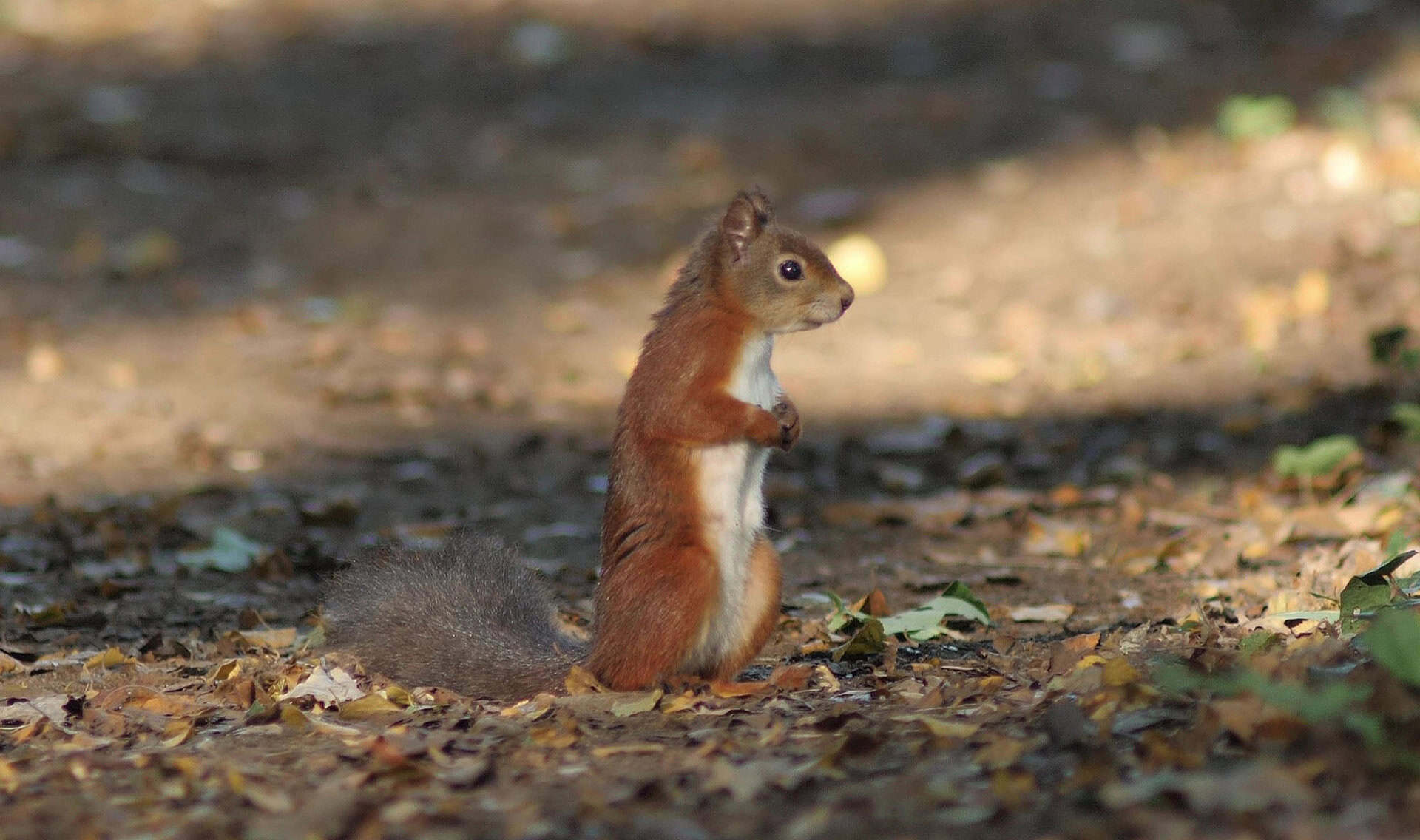 Red Squirrel in the autumn sunlight frame