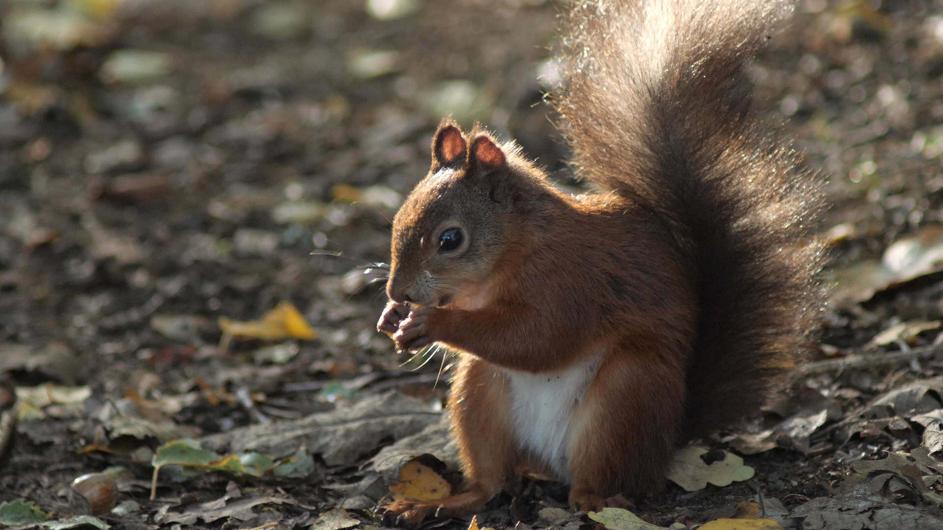 Red Squirrel eating a nut in the autumn sunlight frame