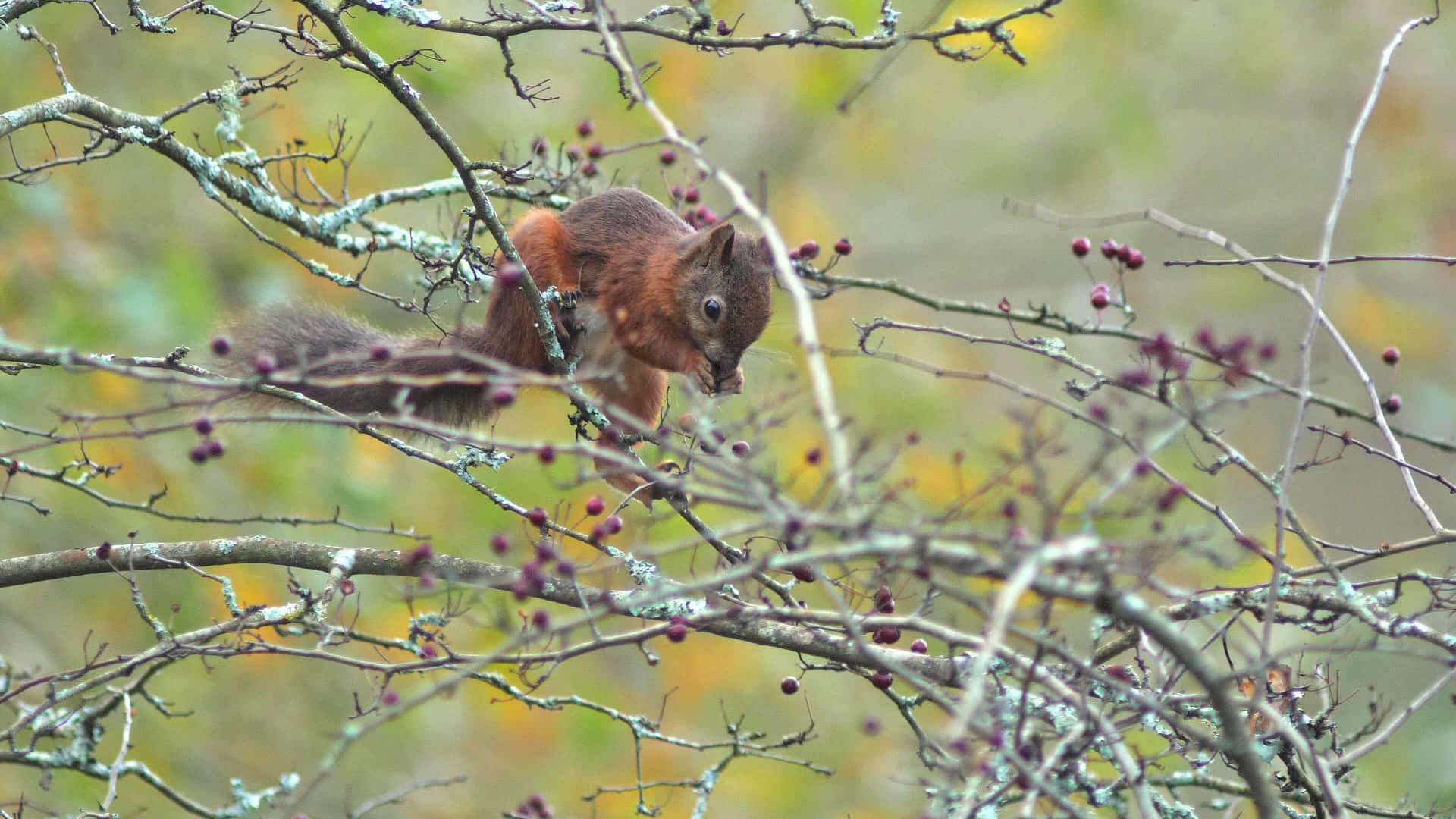 Red Squirrel sitting on a branch picking berries in the autumn sunlight frame