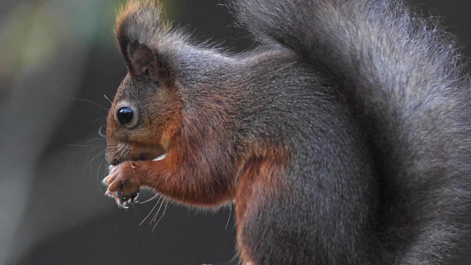 Red Squirrel eating a nut in the autumn sunlight frame