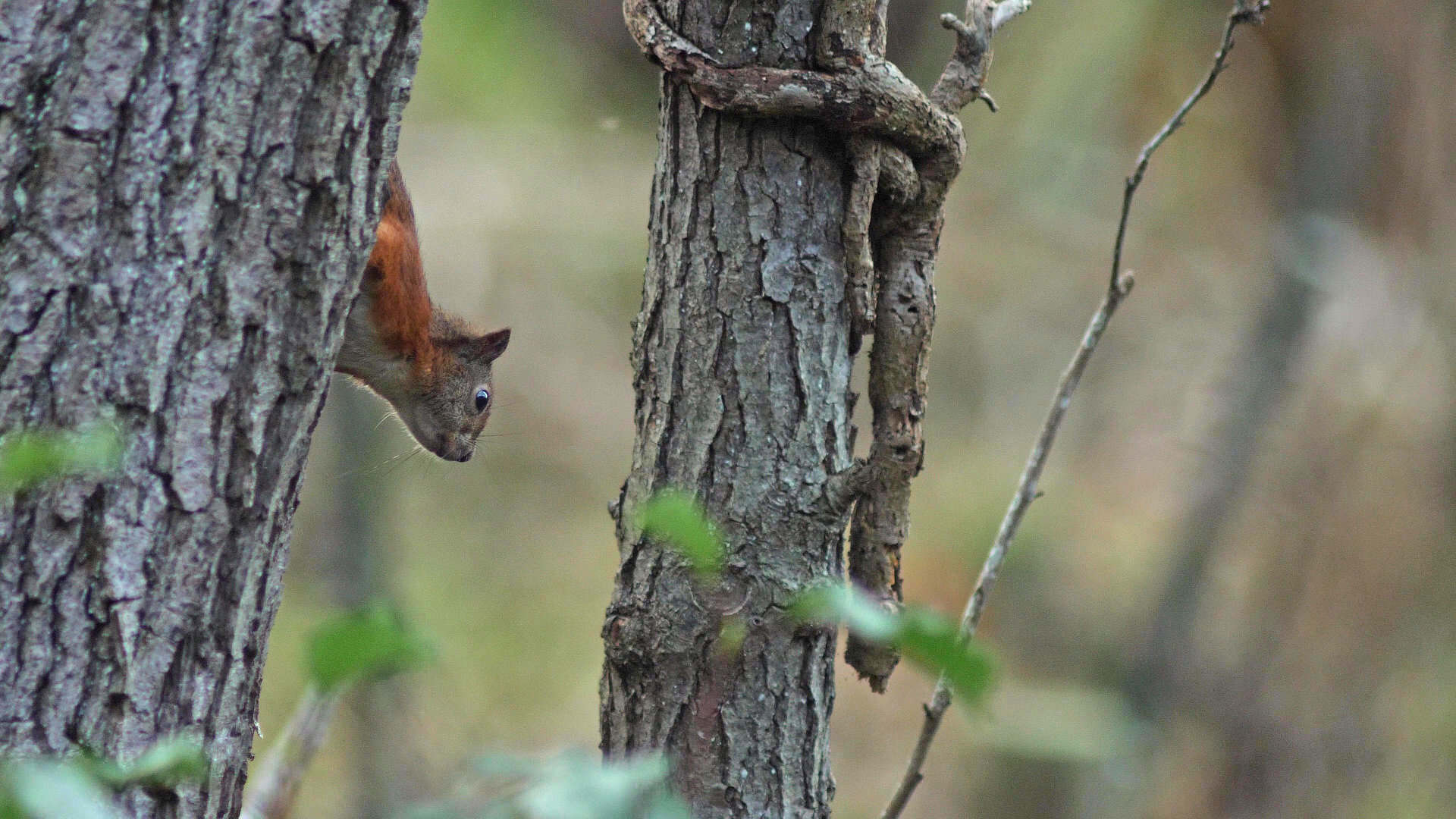 Red Squirrel climbing down a tree trunk