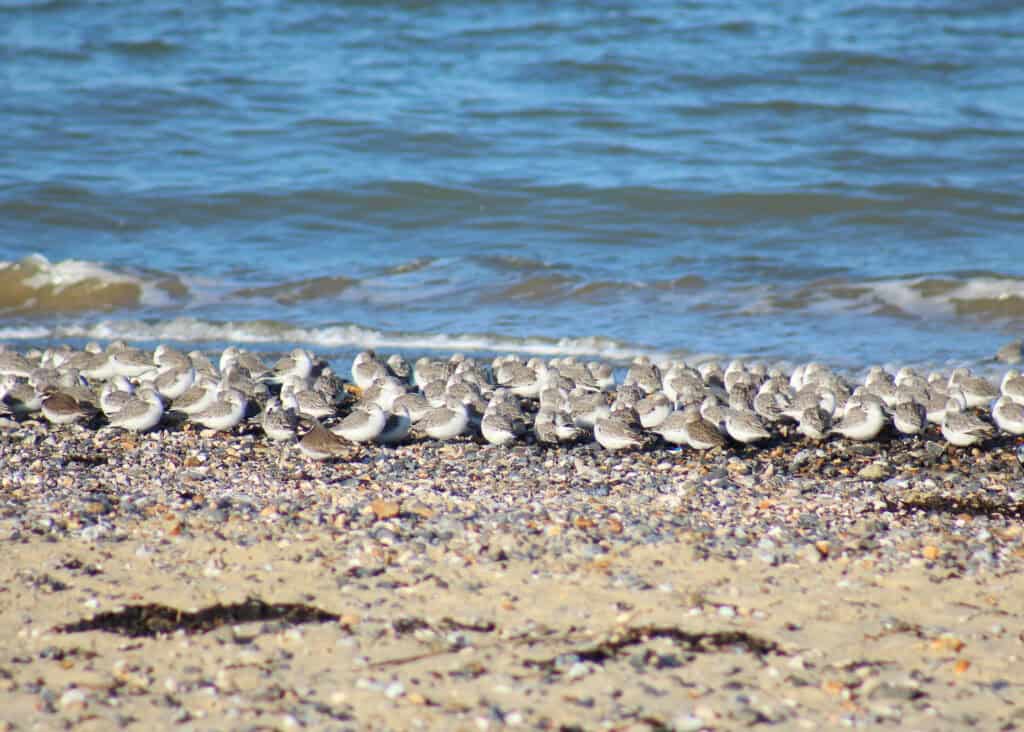 Sanderlings on the beach at Ryde and Seaview
