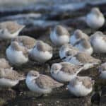 Sanderlings on the beach at Ryde and Seaview