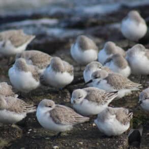 Sanderlings on the beach at Ryde and Seaview
