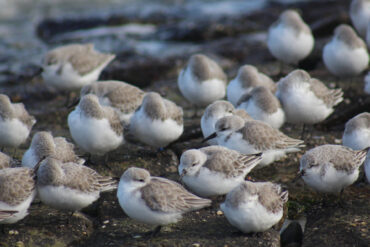 Sanderlings on the beach at Ryde and Seaview