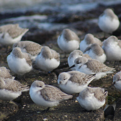 Sanderlings on the beach at Ryde and Seaview