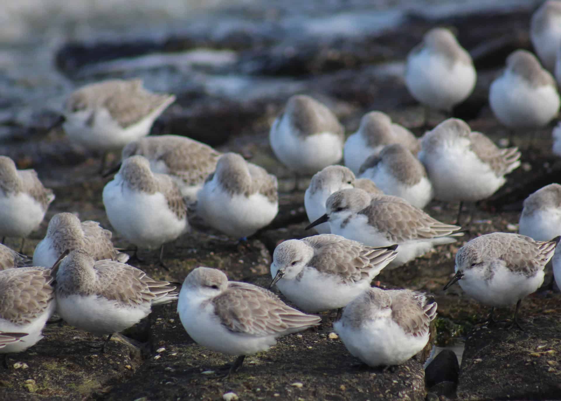Sanderlings on the beach at Ryde and Seaview