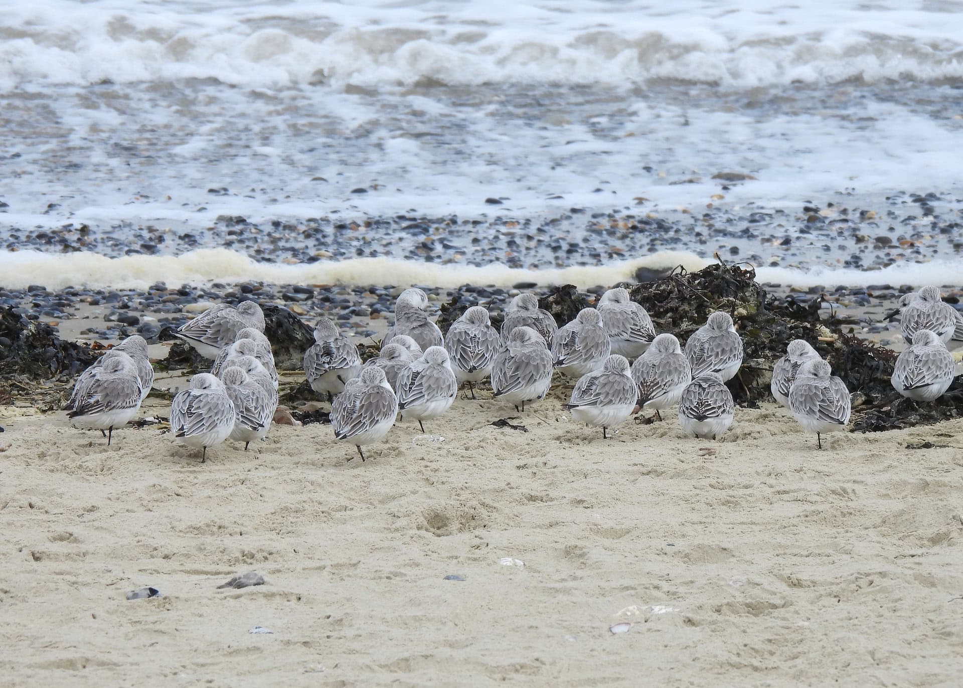 Sanderlings on the beach at Ryde and Seaview