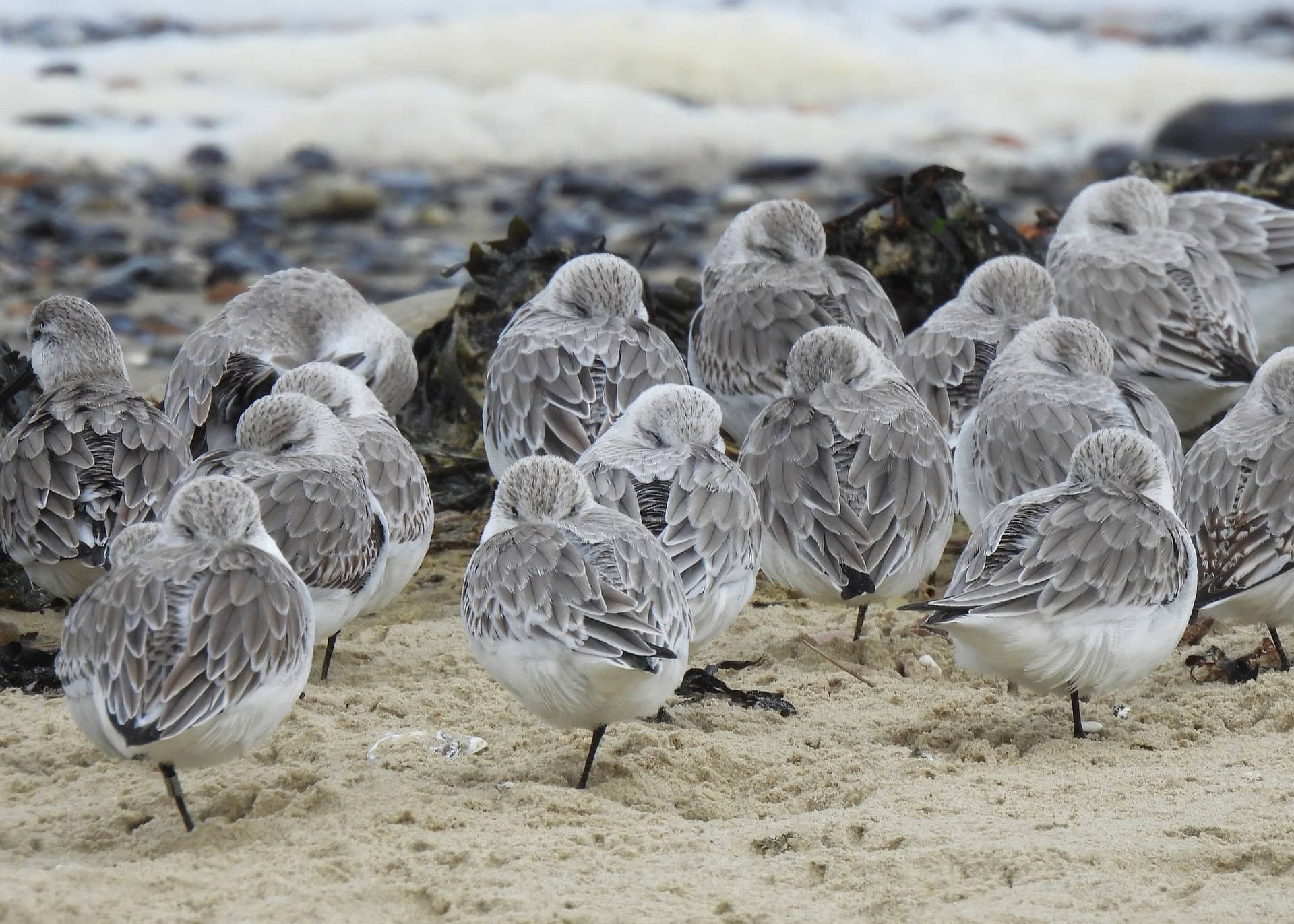 Sanderlings on the beach at Ryde and Seaview