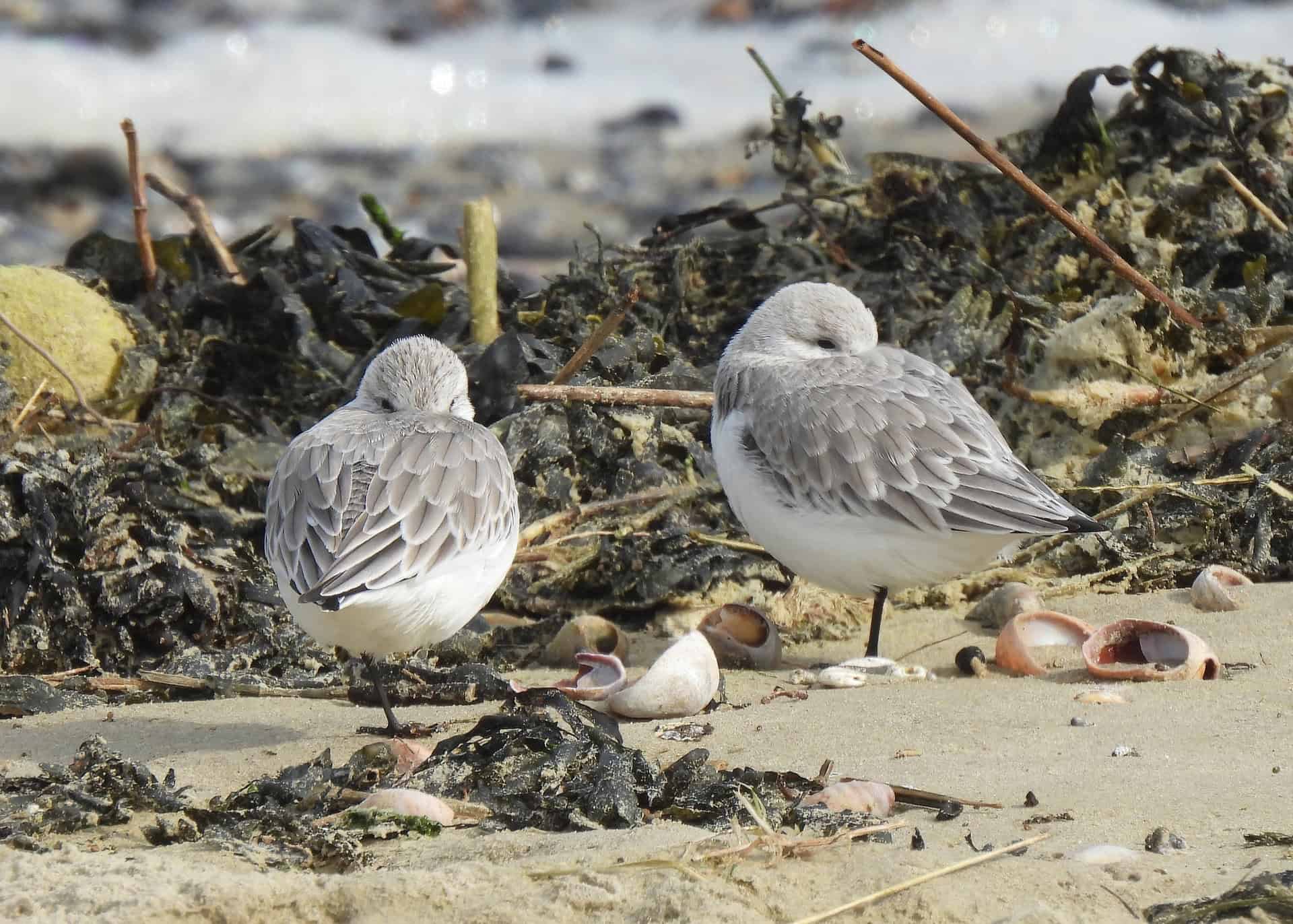 Sanderlings on the beach at Ryde and Seaview