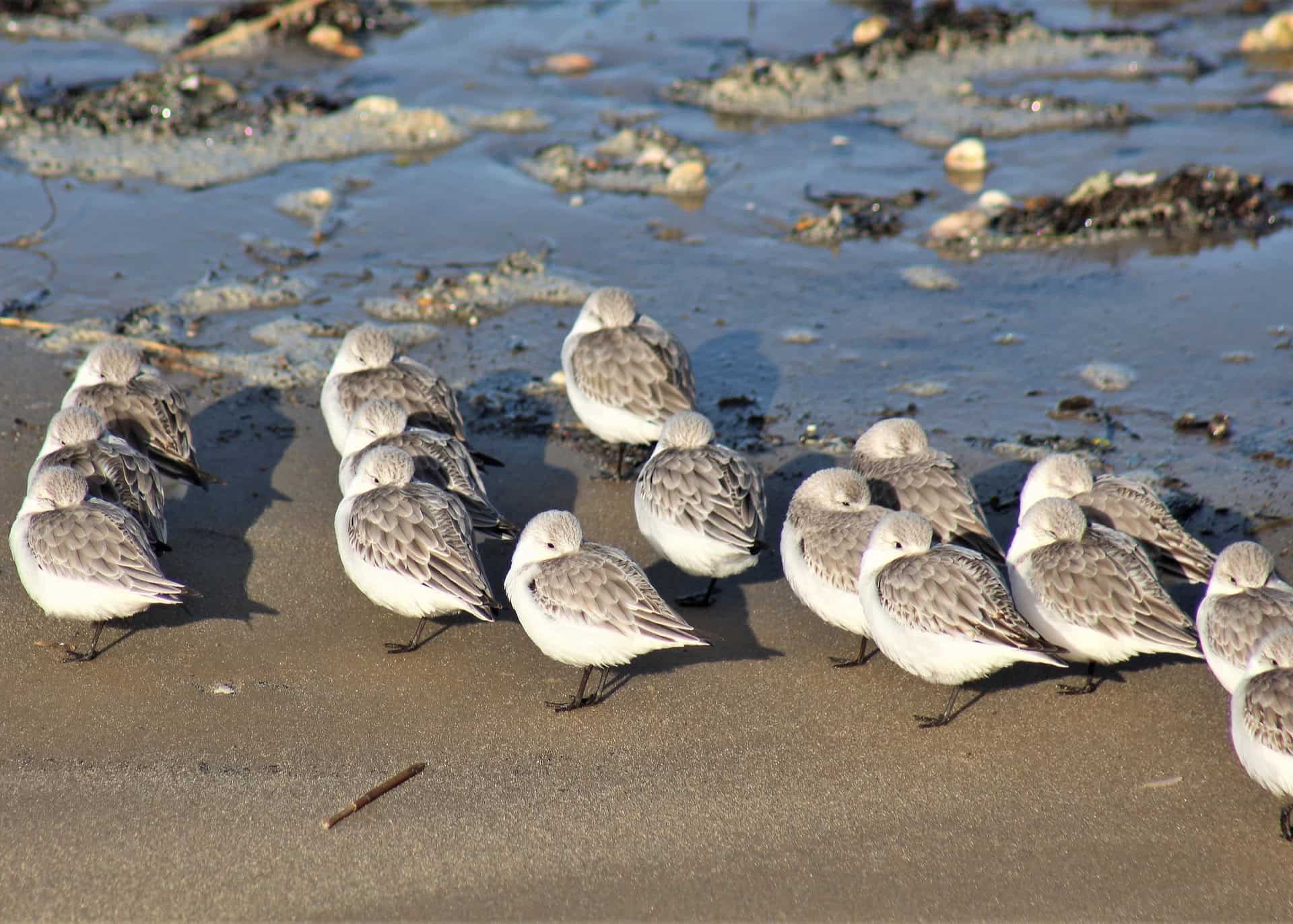 Sanderlings on the beach at Ryde and Seaview