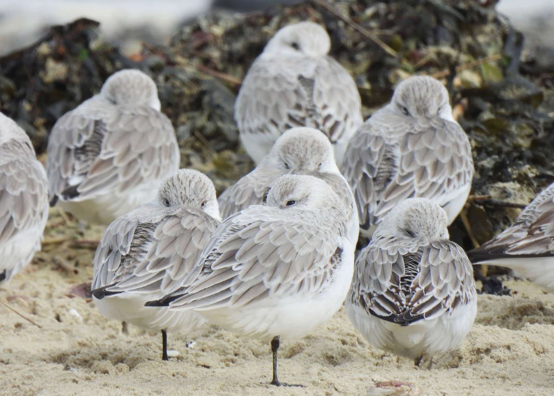 Sanderlings on the beach at Ryde and Seaview