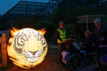 Tiger Illuminations - a large balon with a tiger face on it illunimated from the inside