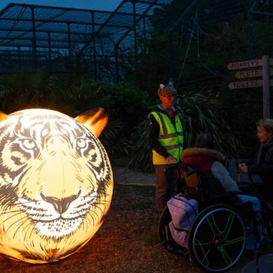 Tiger Illuminations - a large balon with a tiger face on it illunimated from the inside