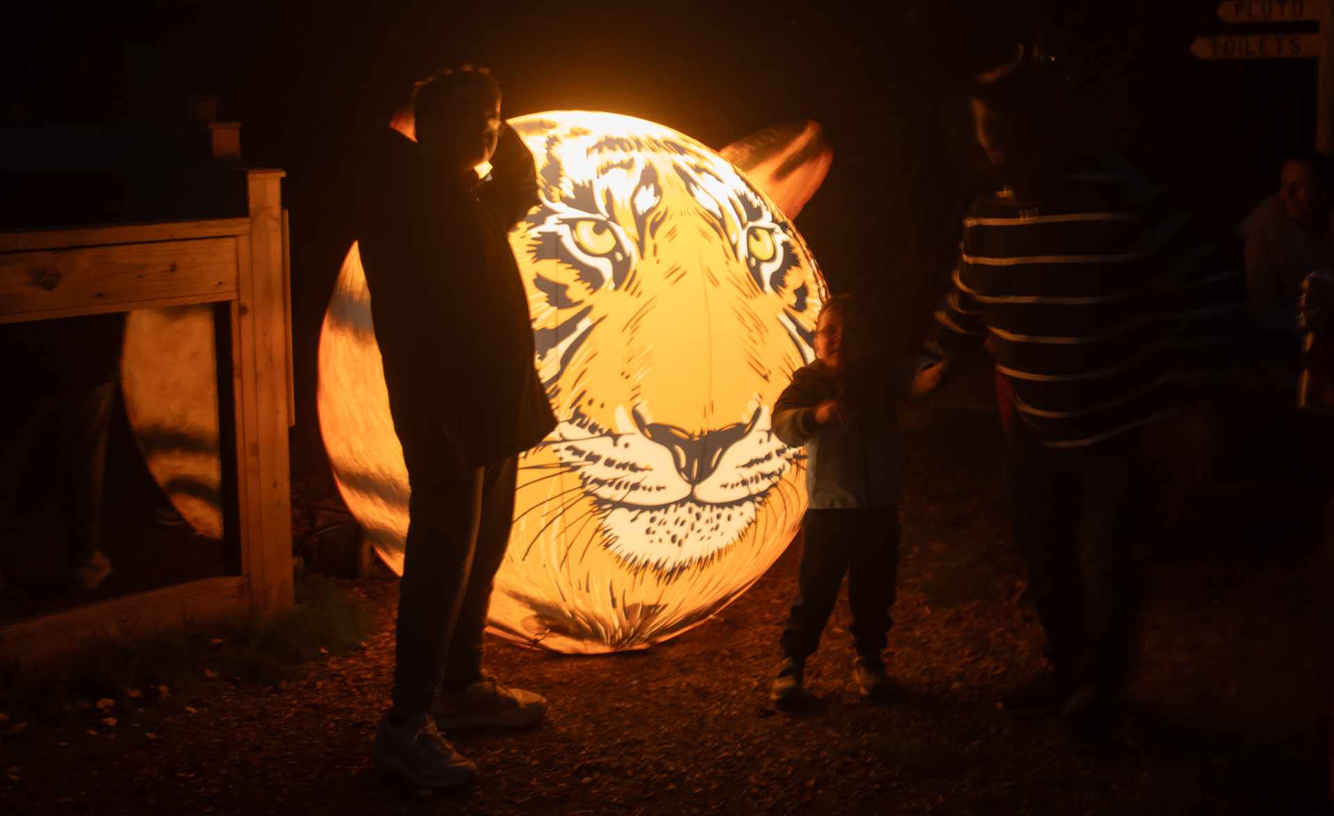 Tiger Illuminations - a large balon with a tiger face on it illunimated from the inside