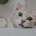 cat pulling a funny face