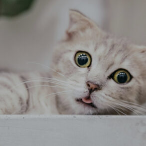 cat pulling a funny face