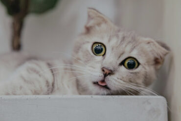 cat pulling a funny face