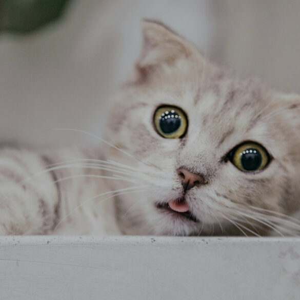 cat pulling a funny face