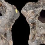 fossil of new dinosaur species - Trustees of the Natural History Museum