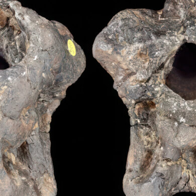 fossil of new dinosaur species - Trustees of the Natural History Museum