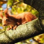 Red Squirrel in a tree
