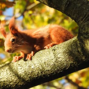 Red Squirrel in a tree