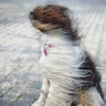 Dog's fur being blown by the wind
