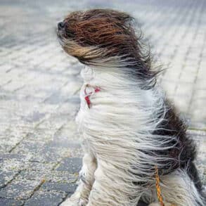 Dog's fur being blown by the wind