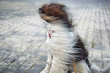 Dog's fur being blown by the wind