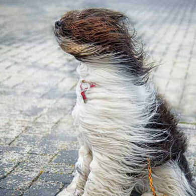 Dog's fur being blown by the wind