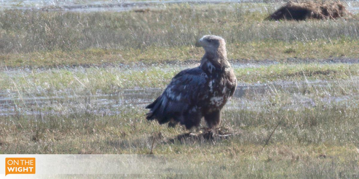 Isle of Wight's white-tailed eagle journeys over 2,000 km in 22 days